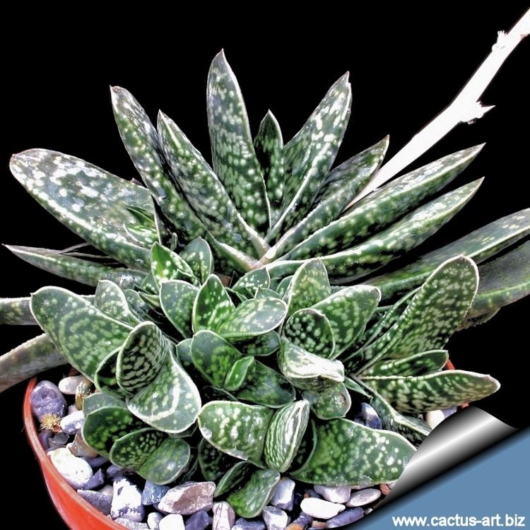 Gasteria bicolor Gasteria bicolor var