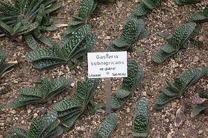 Gasteria brachyphylla httpsuploadwikimediaorgwikipediacommonsthu