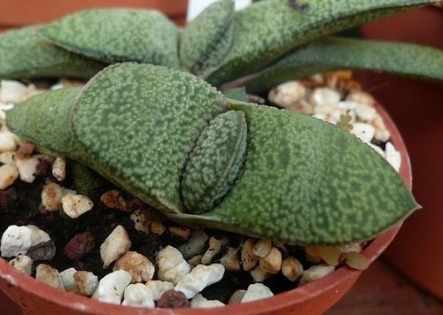 Gasteria glomerata 1000 images about GASTERIA on Pinterest Plants Ea and Bougainvillea