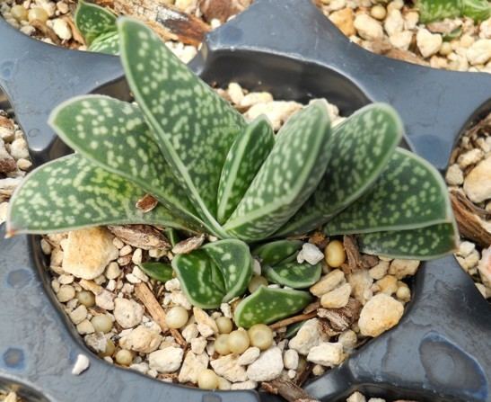Gasteria pillansii Attractive slowgrowing rosette or spiralling succulents perfectly