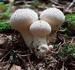 Gasteroid fungi httpsuploadwikimediaorgwikipediacommonsthu