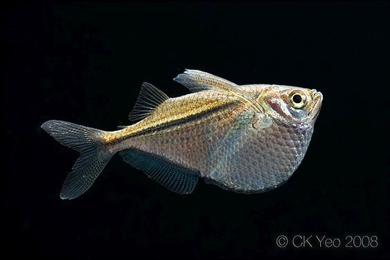 Gasteropelecus Gasteropelecus sternicla Common Hatchetfish Silver Hatchetfish