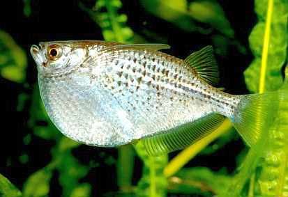 Gasteropelecus Gasteropelecus Maculatus Tropical Fish Keeping