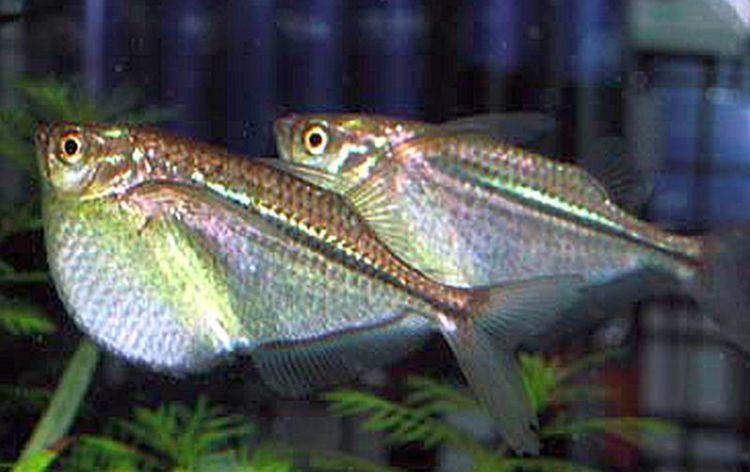Gasteropelecus Common Hatchetfish Gasteropelecus sternicla Tropical Fish Keeping