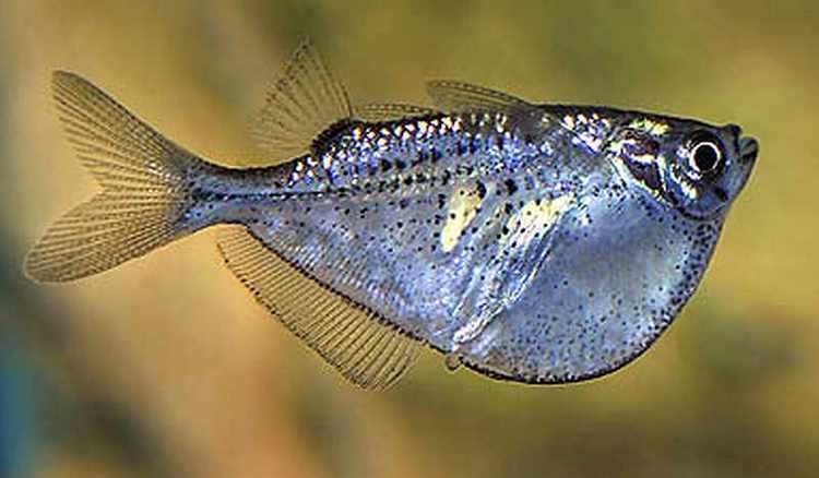 Gasteropelecus Gasteropelecus Maculatus Tropical Fish Keeping