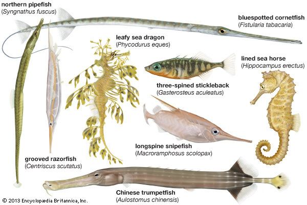 Gasterosteiformes gasterosteiform fish order Britannicacom