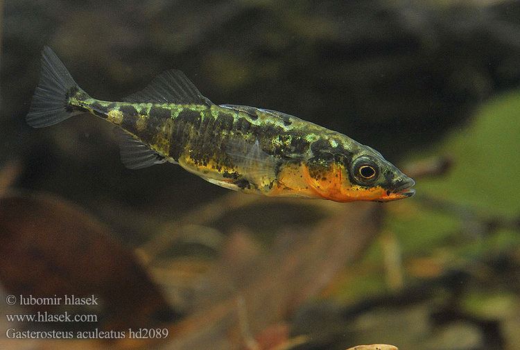 Gasterosteus Threespined stickleback Gasterosteus aculeatus