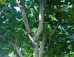 Gastonia (plant) httpsuploadwikimediaorgwikipediacommonsthu