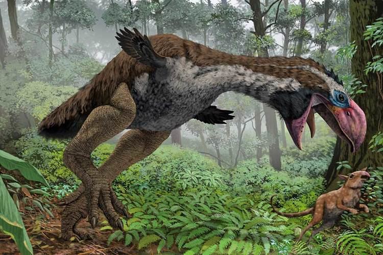 Gastornis Gastornis39 lived in the Arctic about 50 million years ago