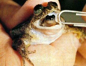 Gastric-brooding frog Gastric Brooding Frog