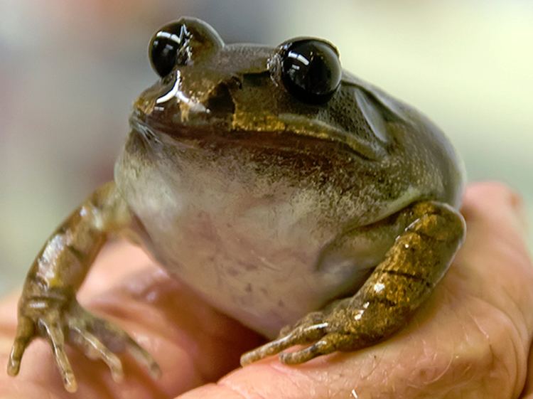 Gastric-brooding frog Resurrecting the Extinct Frog with a Stomach for a Womb Phenomena