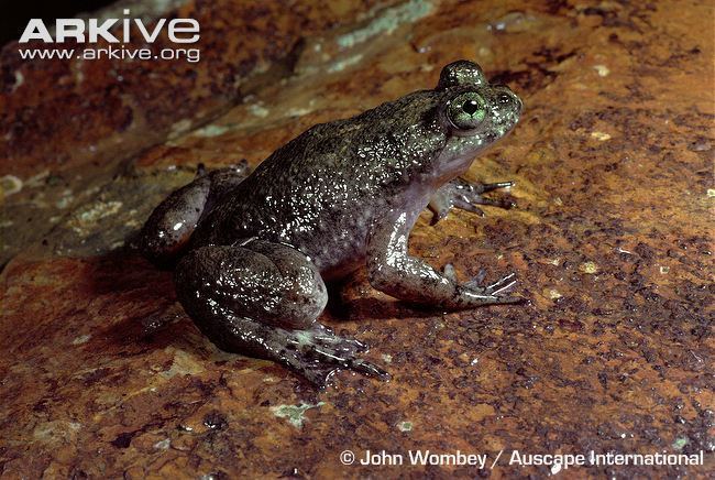 Gastric-brooding frog Southern gastricbrooding frog videos photos and facts