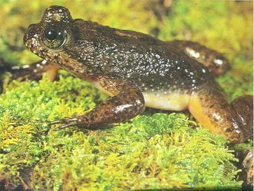 Gastric-brooding frog httpsuploadwikimediaorgwikipediaenbb2Rhe