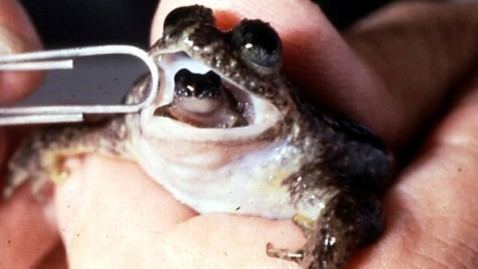 Gastric-brooding frog Frog That Gives Birth Through Mouth to be Brought Back From