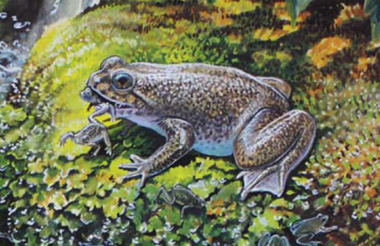 Gastric-brooding frog Resurrecting the Extinct Frog with a Stomach for a Womb Phenomena