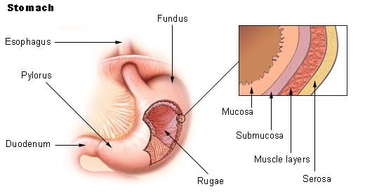 Gastric folds
