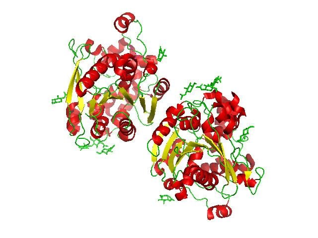 Gastric lipase