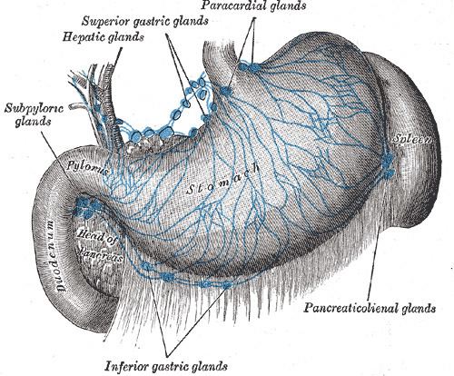 Gastric lymph nodes