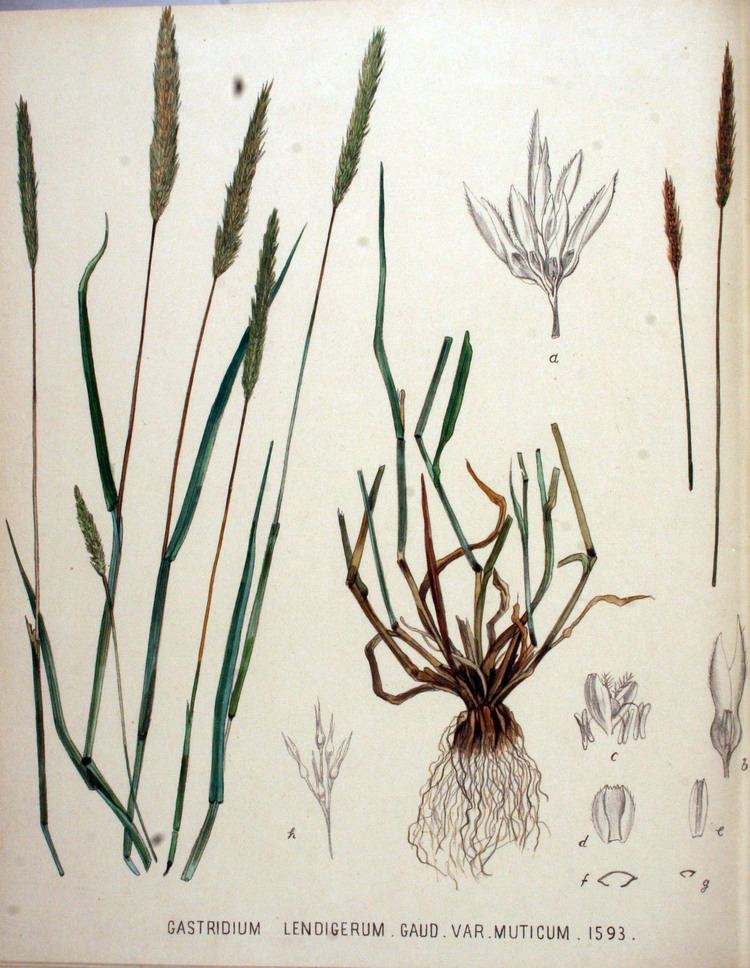 Gastridium FileGastridium lendigerum Flora Batava Volume v20jpg