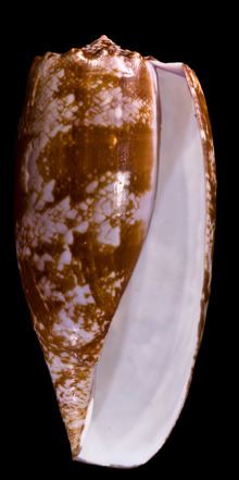 Gastridium (gastropod) httpsuploadwikimediaorgwikipediacommonsthu