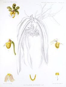 Gastrochilus calceolaris httpsuploadwikimediaorgwikipediacommonsthu