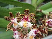 Gastrochilus httpsuploadwikimediaorgwikipediacommonsthu