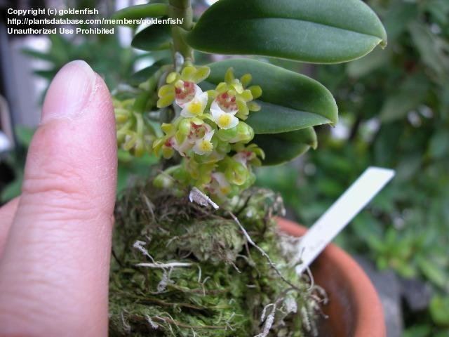Gastrochilus japonicus PlantFiles Pictures Species Orchid Yellow Pine Orchid Kashinoki