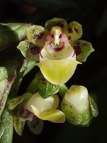 Gastrochilus pseudodistichus httpsuploadwikimediaorgwikipediacommonsthu