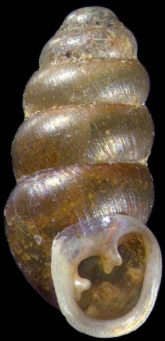 Gastrocopta Mollusks Carnegie Museum of Natural History