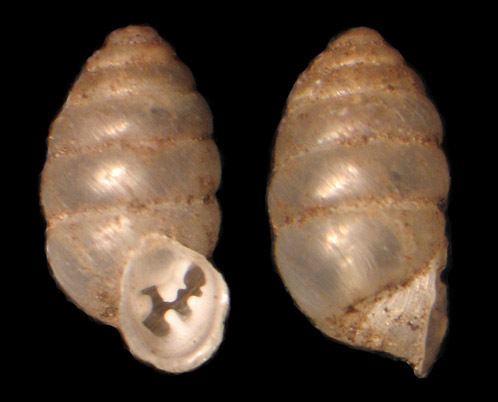Gastrocopta Southern Illinois Land Snails Checklist