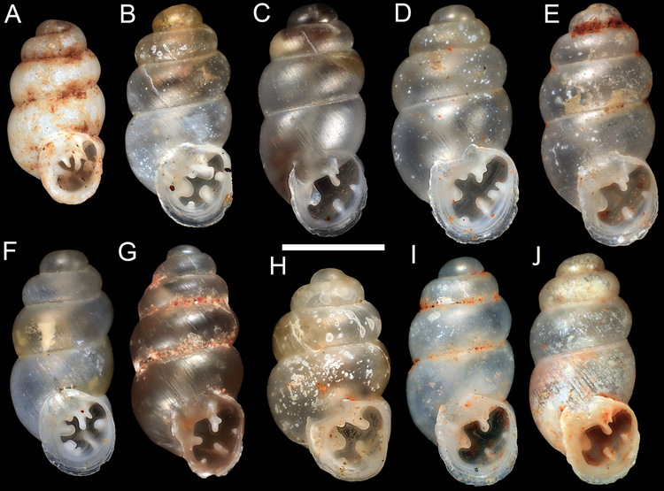 Gastrocopta Gastrocopta Mollusca Gastropoda Pupillidae in the Pilbara region