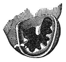 Gastrocopta pentodon httpsuploadwikimediaorgwikipediacommonsthu