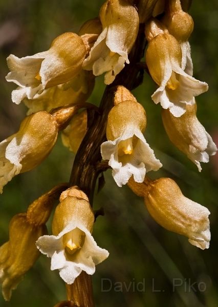 Gastrodia Mount Cannibal OrchidsGastrodia procera Tall Potatoorchidc