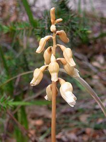 Gastrodia sesamoides httpsuploadwikimediaorgwikipediacommonsthu