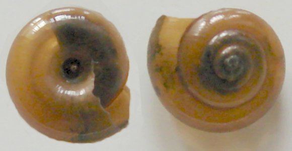 Gastrodontidae