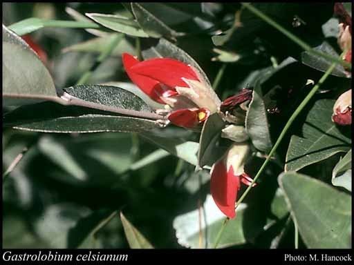 Gastrolobium celsianum Gastrolobium celsianum Lemaire GChandler amp Crisp FloraBase