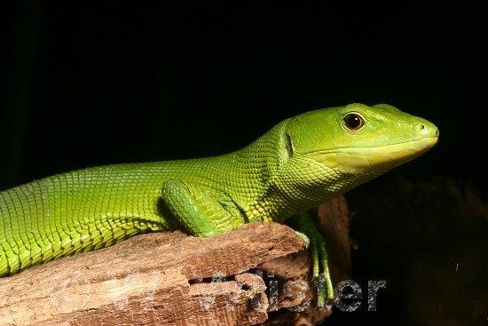 Gastropholis CalPhotos Gastropholis prasina Green Keelbellied Lizard