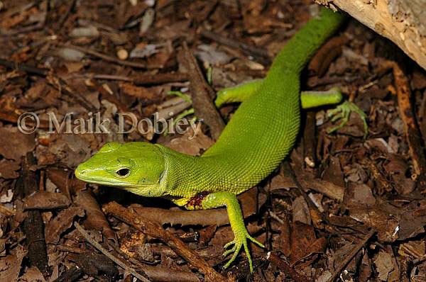 Gastropholis CalPhotos Gastropholis prasina Green Keelbellied Lizard