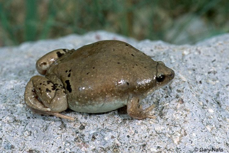 Gastrophryne olivacea Great Plains Narrowmouthed Toad Gastrophryne olivacea