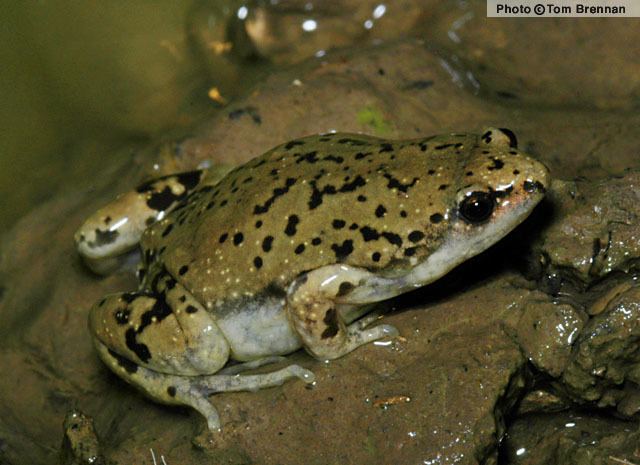 Gastrophryne olivacea Western Narrowmouthed Toad Gastrophryne olivacea Amphibians of