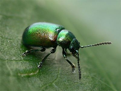 Gastrophysa viridula Gastrophysa viridula Green dock beetle Chrysomela viridula