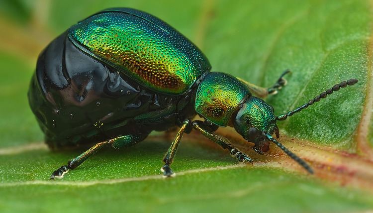 Gastrophysa viridula Gastrophysa viridula Female A female Green Dock Beetle Flickr