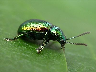 Gastrophysa viridula Gastrophysa viridula