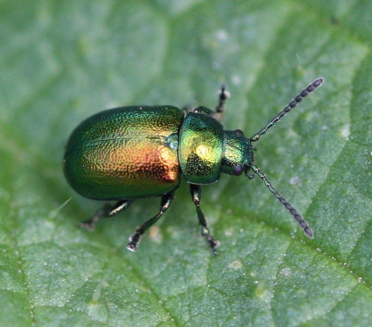 Gastrophysa viridula Green Dock Beetle Gastrophysa viridula NatureSpot