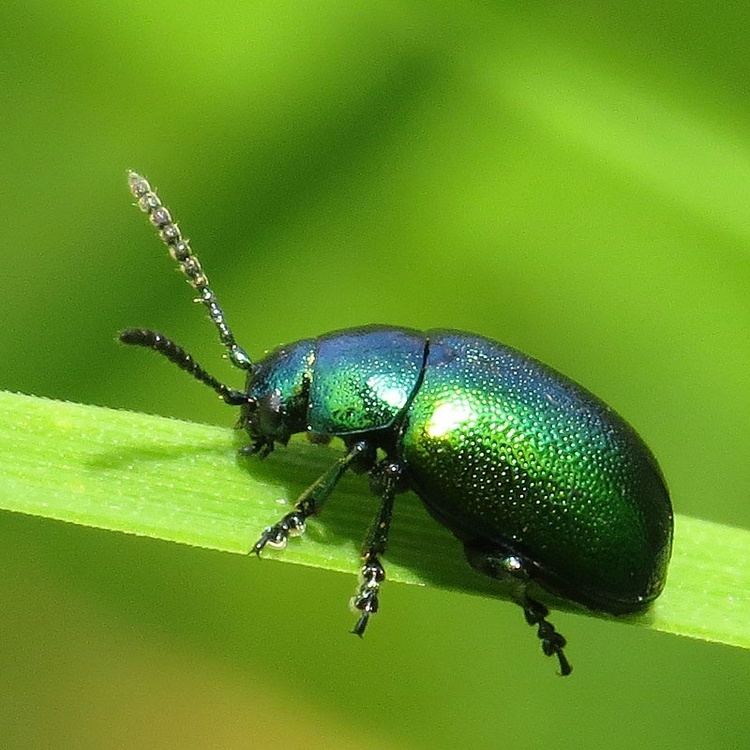 Gastrophysa viridula Green Dock Beetle Gastrophysa viridula NatureSpot