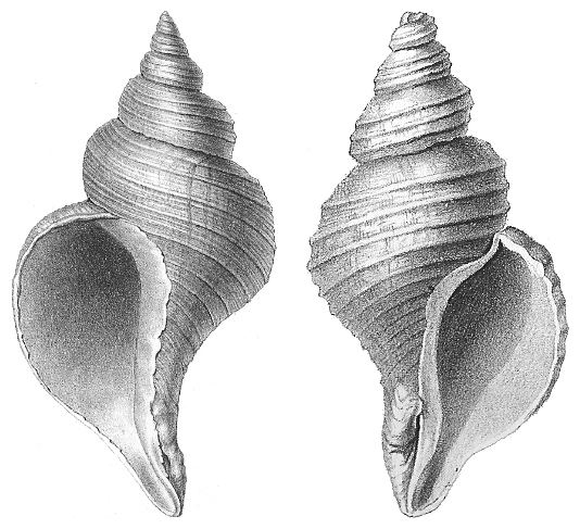 Gastropod shell