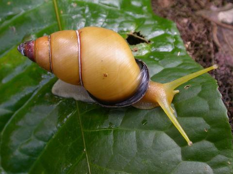 Gastropoda Fumonelix jonesiana