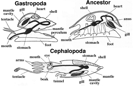 Gastropoda Gastropoda