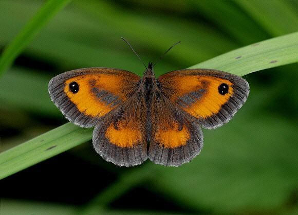 Gatekeeper (butterfly) wwwlearnaboutbutterfliescomPyronia20tithonus2