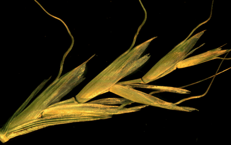 Gaudinia Grass genera of the world Gaudinia P Beauv